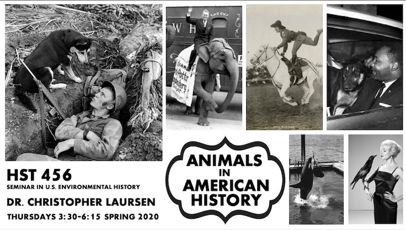 Poster for the course HST 456/533: Animals in American History features various historic images of animals and people.
